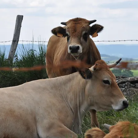 D'hotes Le Lepadou-bas Saint-Chély-dʼAubrac
