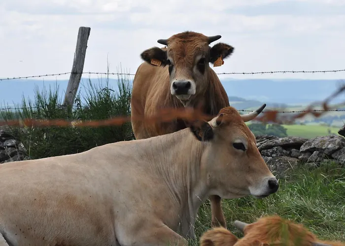 D'hotes Le Lepadou-bas Saint-Chély-dʼAubrac